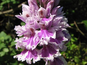 orchis fuchsii2